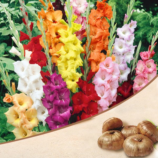 Potted Houseplants