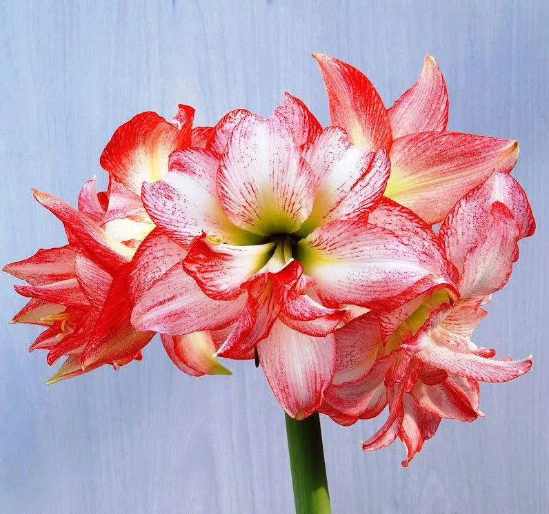Flower Bulbs