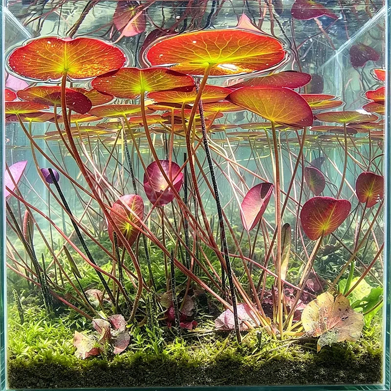 🐟 RED AQUARIUM LOTUS ROOTS BULBS🌿 TURN YOUR AQUARIUM INTO A LIVING GARDEN🌿✨ Buy 4 Get 4 Free Bulbs ✨