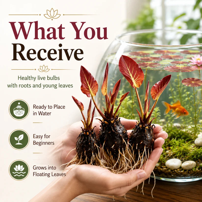 🐟 RED AQUARIUM LOTUS ROOTS BULBS🌿 TURN YOUR AQUARIUM INTO A LIVING GARDEN🌿✨ Buy 4 Get 4 Free Bulbs ✨