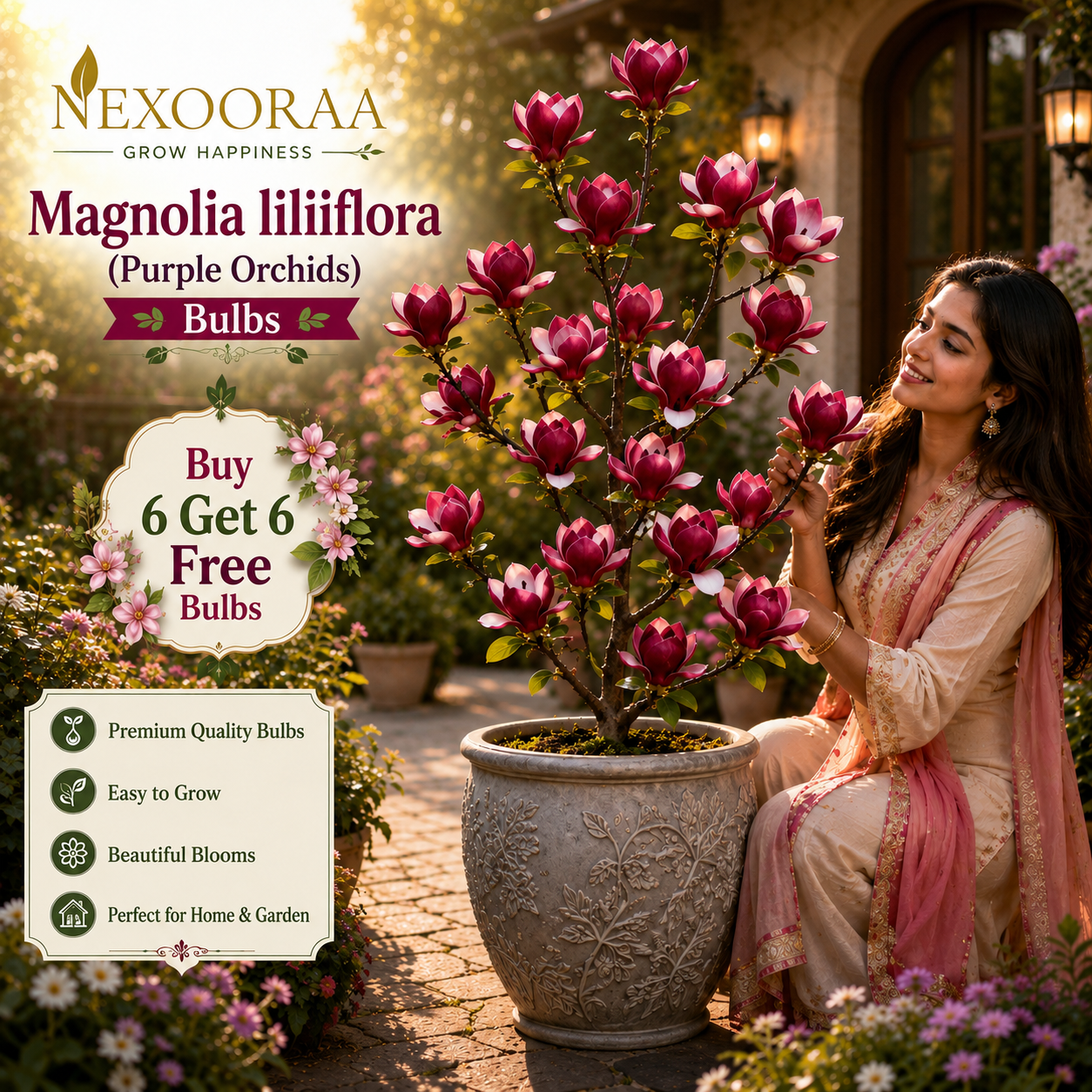 Magnolia liliiflora (Purple Orchids) Bulbs 🌸 Flowers Hide the Leaves, Fragrance Fills the Air🌸Buy 6 Get 6 Free Bulbs🌸