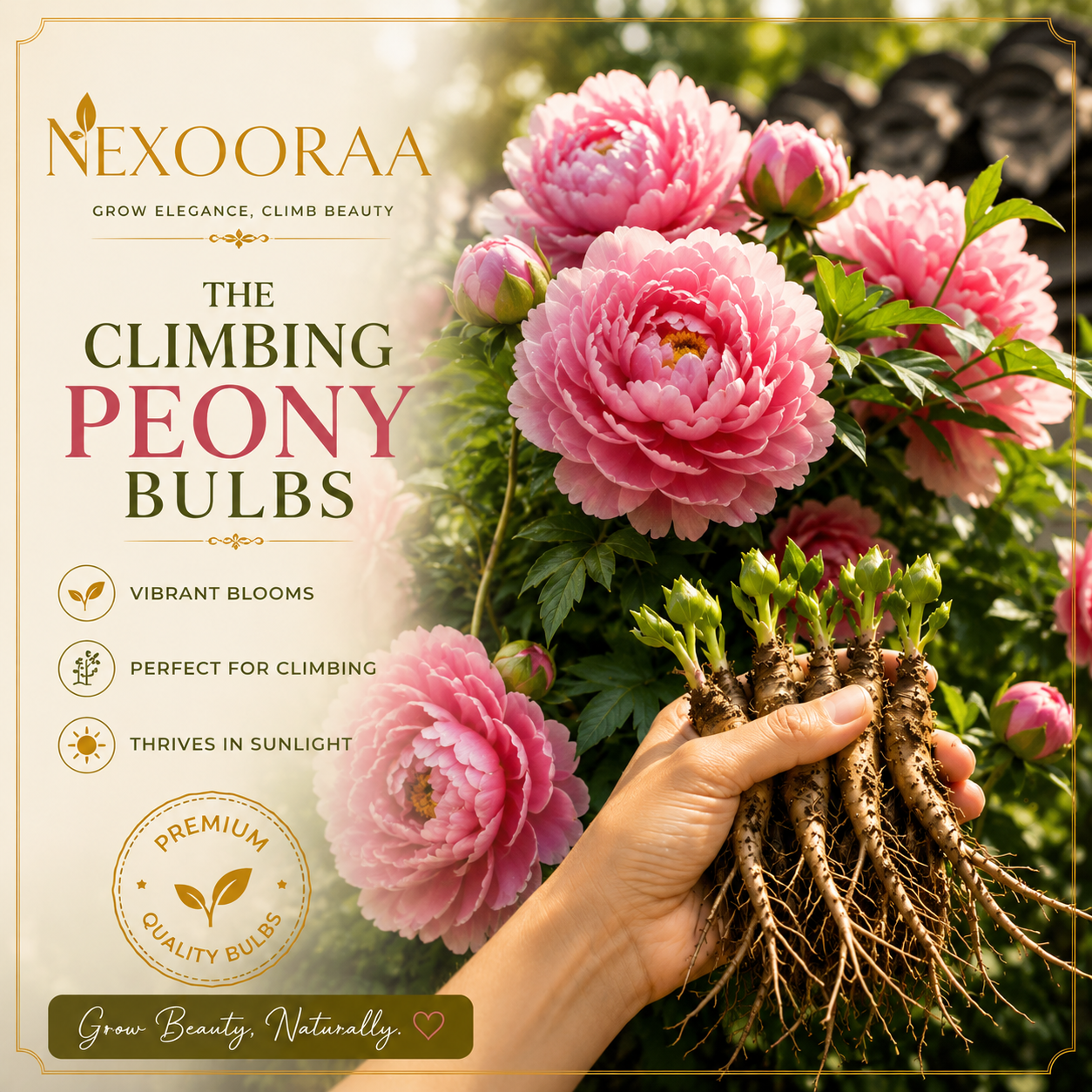 🌸 Rare Climbing Peony Bulbs🪴Big Full Blooms, Cold Hardy Perennial, Easy to Grow Garden Favorite🔥Buy 6 Get 6 Free Bulbs🔥
