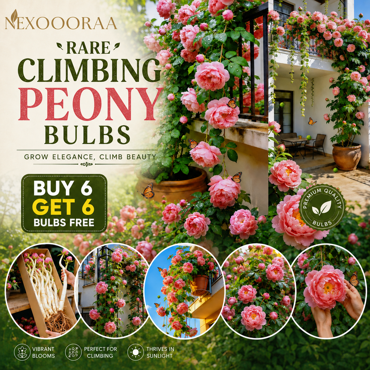 🌸 Rare Climbing Peony Bulbs🪴Big Full Blooms, Cold Hardy Perennial, Easy to Grow Garden Favorite🔥Buy 6 Get 6 Free Bulbs🔥