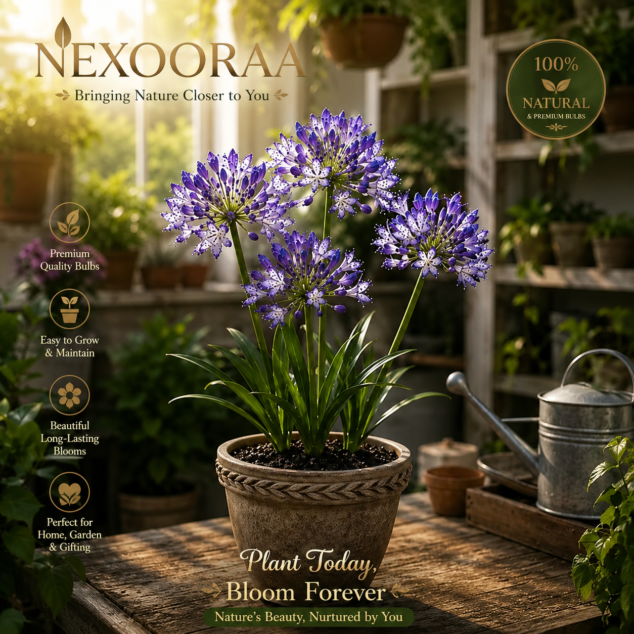 🏠🌸 Celestial Lace Agapanthus Bulbs 🌿 Elegant Blooms, Easy to Grow 🌸Buy 6 Get 6 Free Bulbs🌸