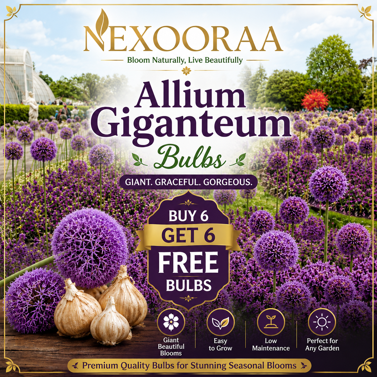 🌸 Giant Allium Bulbs 🌸 Giganteum Ornamental Onion Flower Bulbs 🌸 Buy 6 Get 6 Free Bulbs 🌸