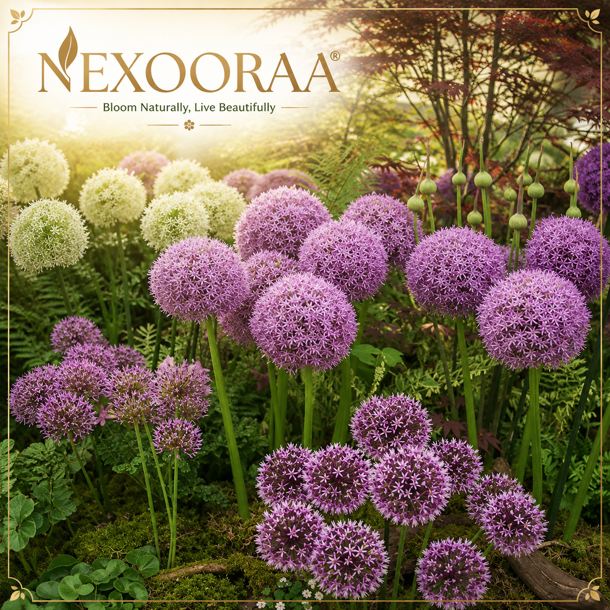 🌸 Giant Allium Bulbs 🌸 Giganteum Ornamental Onion Flower Bulbs 🌸 Buy 6 Get 6 Free Bulbs 🌸