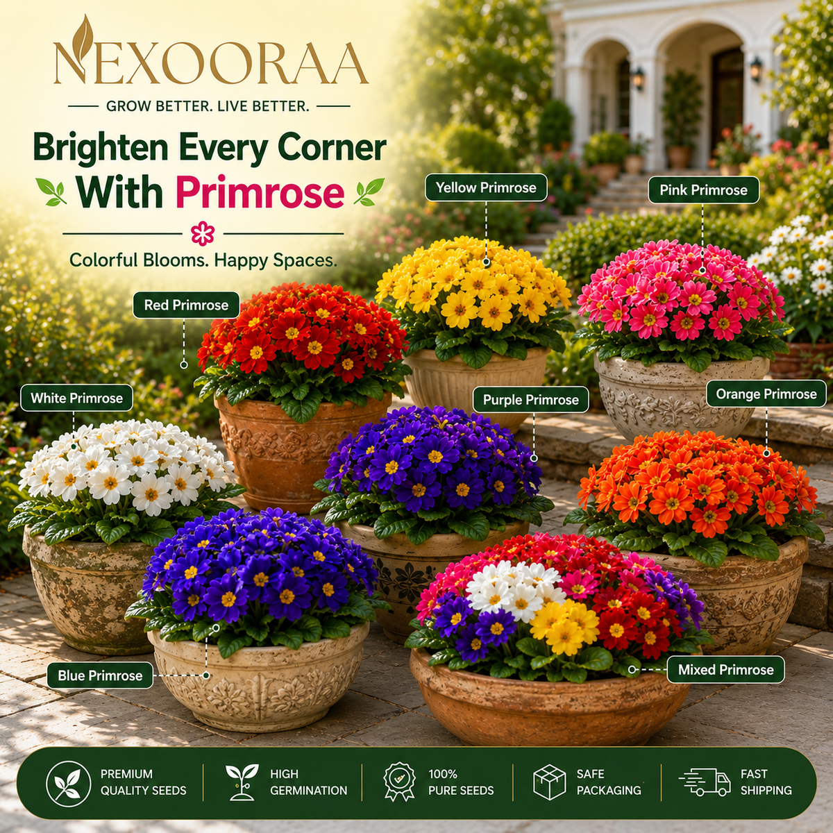 🌼Buy 1 Get 1 Free🌼 Premium Primrose Flower Seeds – Mixed Colors | FREE Gardening Gift Included 🎁