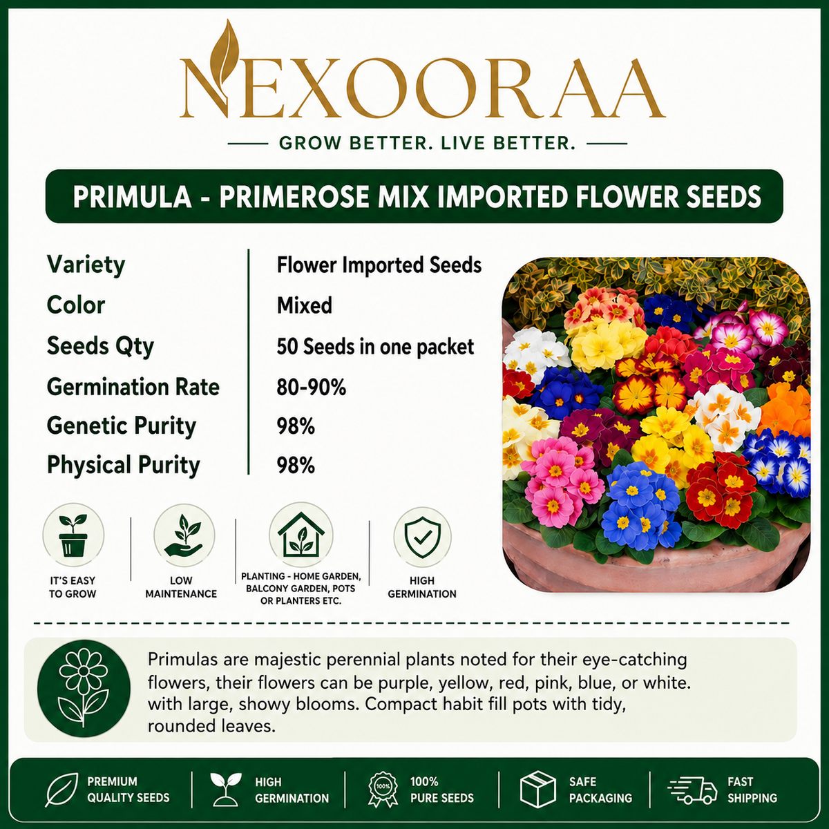 🌼Buy 1 Get 1 Free🌼 Premium Primrose Flower Seeds – Mixed Colors | FREE Gardening Gift Included 🎁