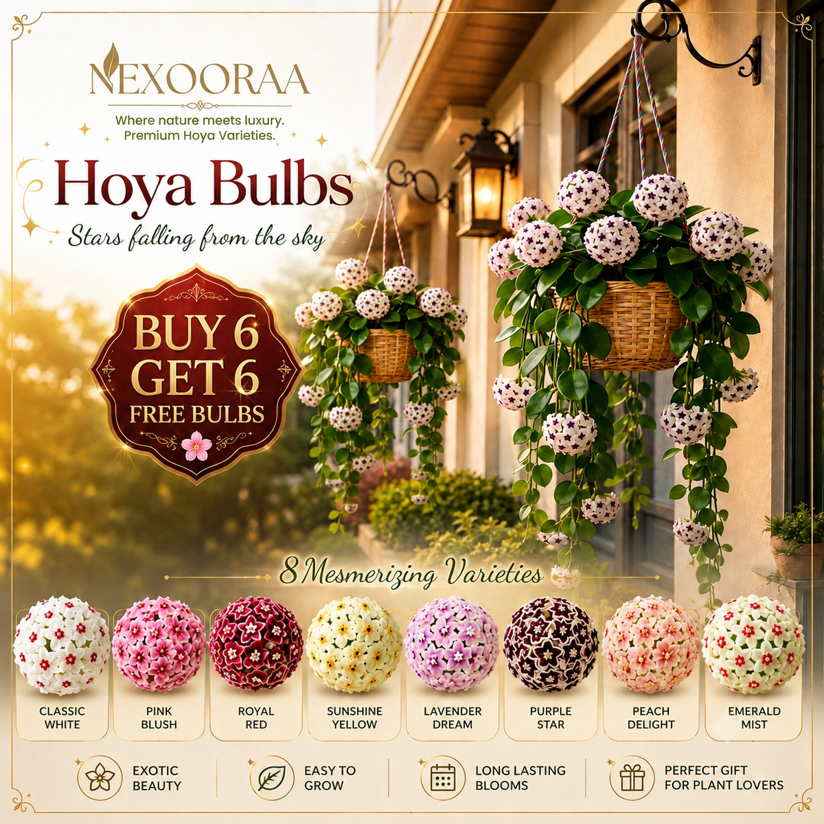✨Hoya Bulbs- Stars falling from the sky✨ | 🔥Buy 6 Get 6 Free Bulbs🔥