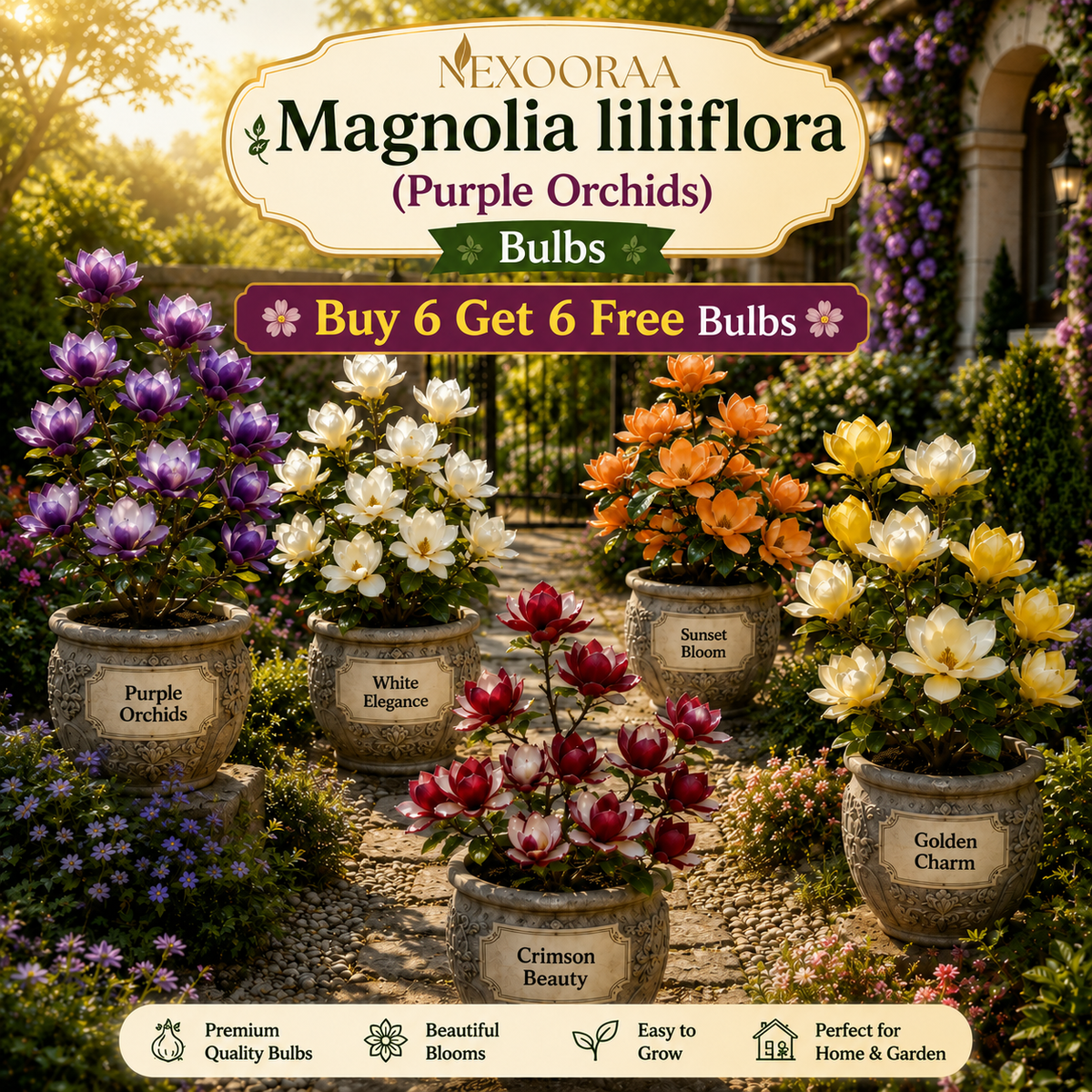 Magnolia liliiflora (Purple Orchids) Bulbs 🌸 Flowers Hide the Leaves, Fragrance Fills the Air🌸Buy 6 Get 6 Free Bulbs🌸
