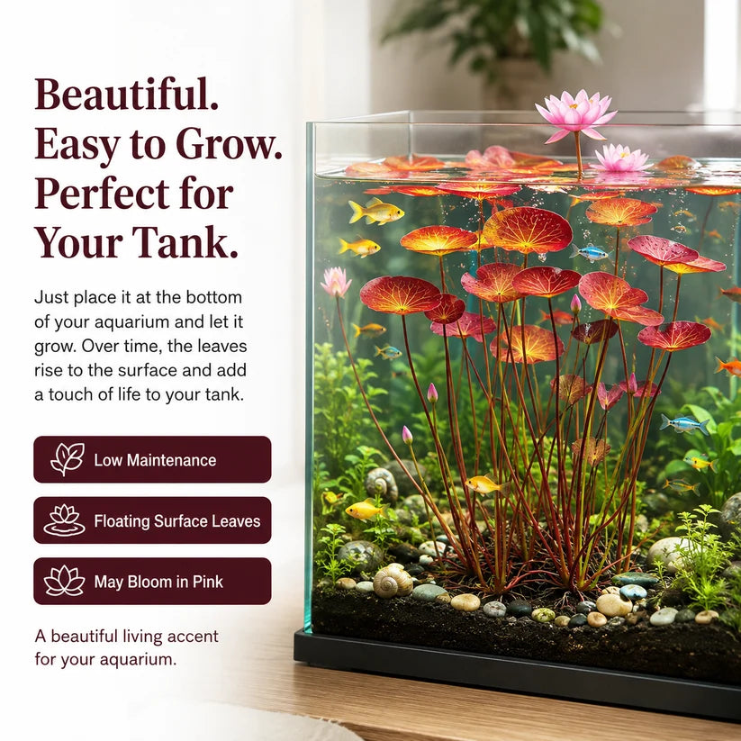 🐟 RED AQUARIUM LOTUS ROOTS BULBS🌿 TURN YOUR AQUARIUM INTO A LIVING GARDEN🌿✨ Buy 4 Get 4 Free Bulbs ✨